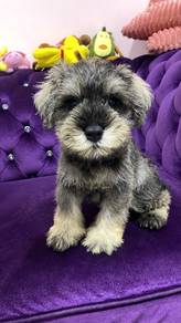 pure schnauzer