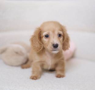 MINIATURE DACHSHUND Puppies VIP39 🐻 Male -