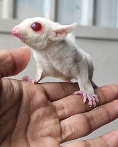 sugar glider 