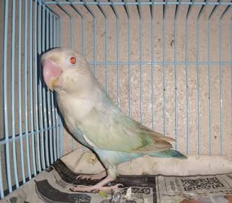 Burung lovebird fischer fallow #matamerah RARE