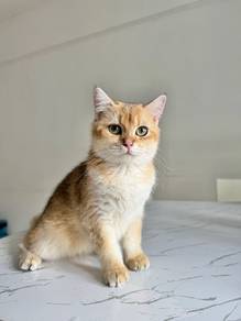 Golden British Short Hair BSH cat kitten