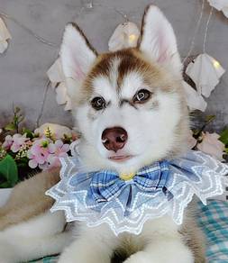 Wooly Husky