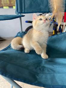 British Short Hair Golden