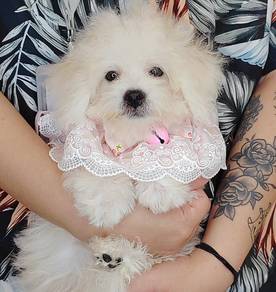 Bichon