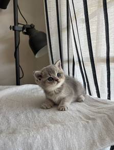 Ashgold British Shorthair Kitten