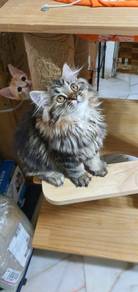 Kucing mix persia kitten
