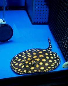 Black Diamond Stingray Pari Female