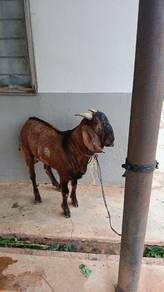 kambing jantan 