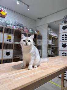 silver shaded British short hair kitten cat