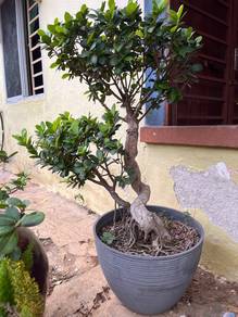 Bonsai