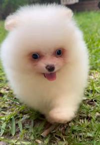 Adorable Pomeranian Puppies for Sale – Cute,Fluffy