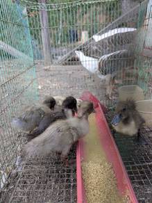 Anak itik penelur