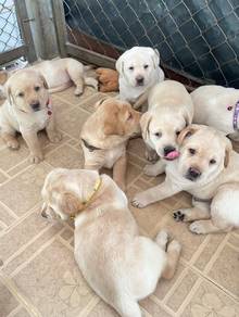 Labrador retriever 15