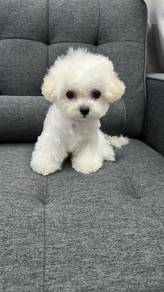Imported Mini Bichon with cert (M) 纯种进口迷你比熊 附血统证书