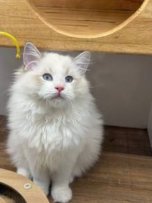 Ragdoll