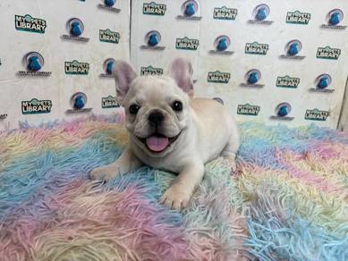 French bulldog puppy