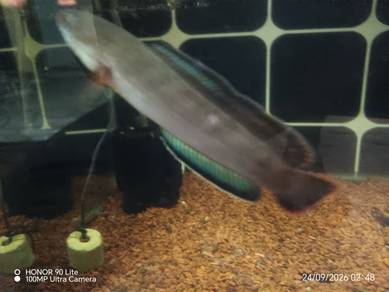 Channa Blue Bengal
