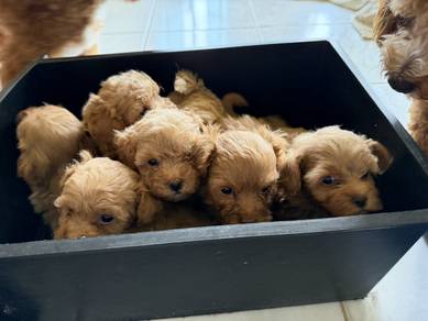 Mini Maltipoo