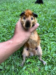 Guinea Pig Sepasang
