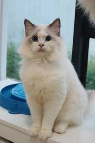 Ragdoll Blue point-white Male