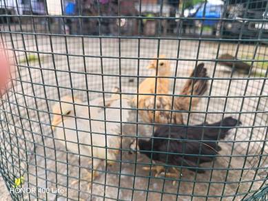 anak ayam serama betina