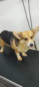 Welsh Corgi (pembroke)