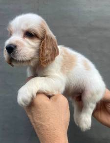 ENGLISH COCKER SPANIEL PUPPIES C96 🌻 Male