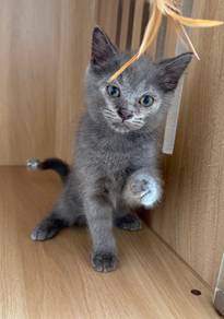 British ShortHair Male Kitten