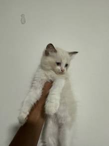 Ragdoll kitten