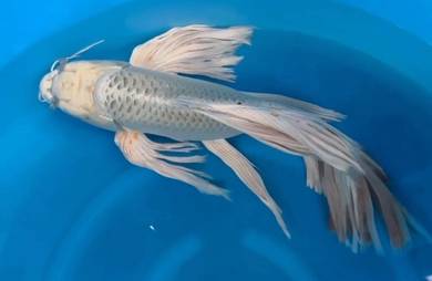 Taiwan butterfly koi