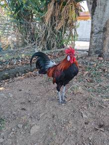 ayam hutan