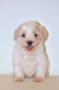 f28 Kawai maltipoo Dog
