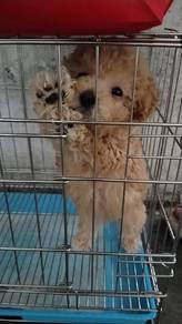 poodle baby 