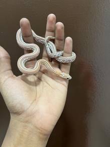 Coral Ghost Tessera