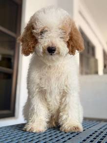 TINY poodle