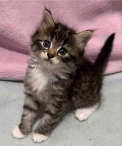 Mainecoon Tabby Kitten