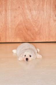 C8 Cute Bichon Puppy
