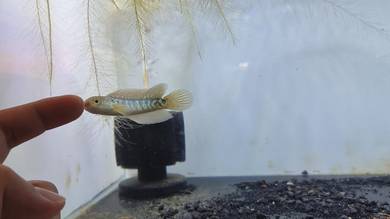 Asiatica 3 inch with High Fin traits