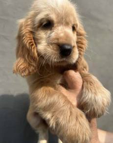 ENGLISH COCKER SPANIEL PUPPIES F392 🌻Female