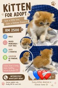 Kitten Mixed Folded Ear/Munchkin/Flat Face🐱🤎