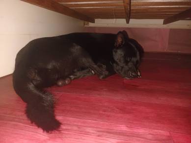 FREE Adoption - 3 Year Old Black Male Dog -