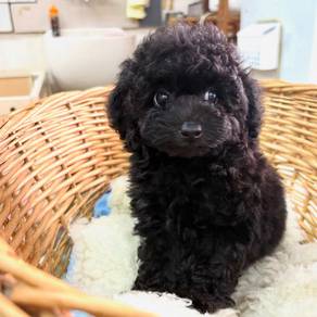 Black poodle 