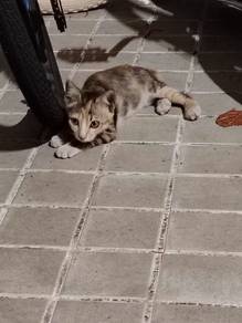 kittens /anak kucing free for adopt