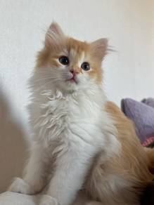 Orange Mainecoon Kitten