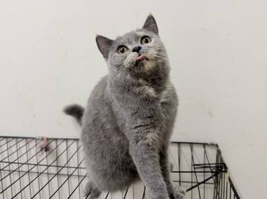 BSH for rehome