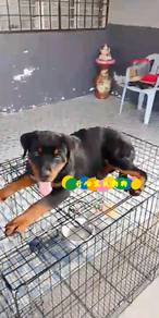 Rottweiler (F)