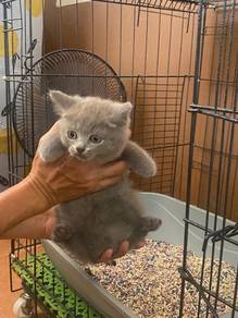 bsh for rehome