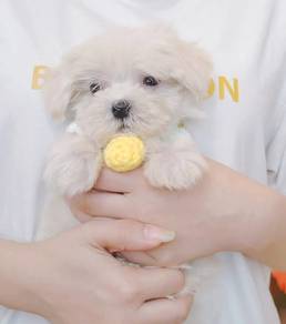 Maltese