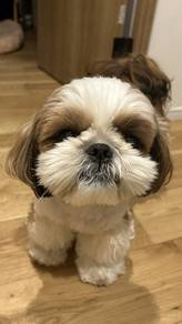 G9421 Huggable Shih Tzu lovely small size cute fac