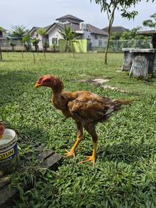 Ayam ratu nokdeng ekor lidi